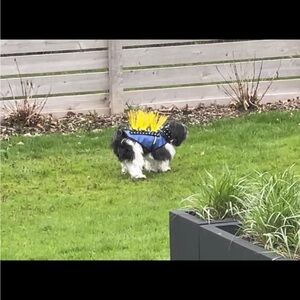 CoyoteVest with CoyoteWhiskers Pet Armor Size Small